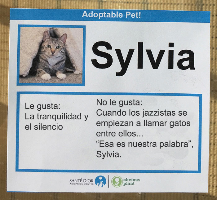 descripción gatito en adopción sylvia
