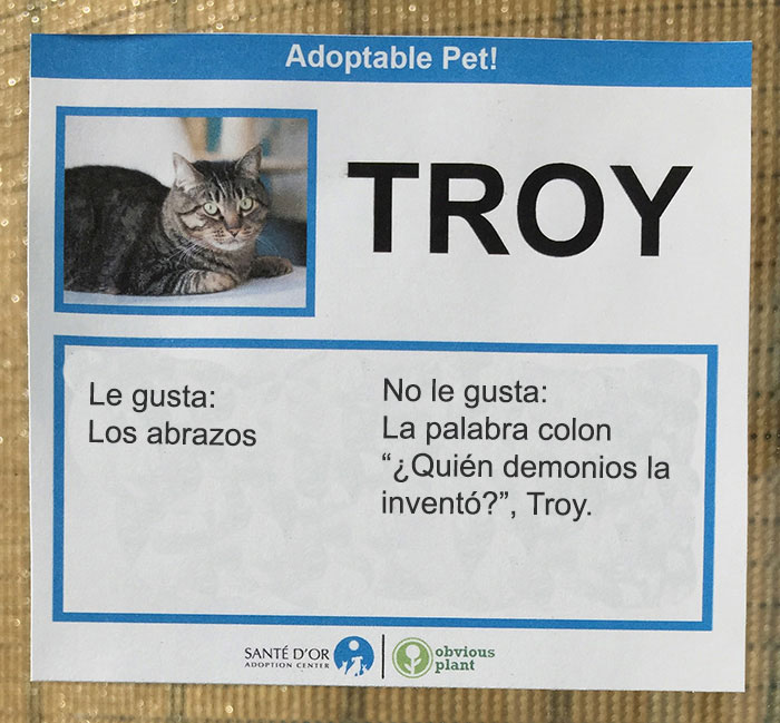 troy gatito descripción gatito en adopción