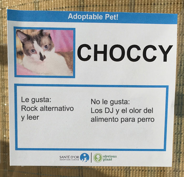 descripción gatito en adopción choccy