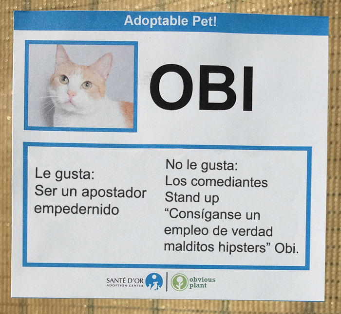 descripción gatito en adopción obi