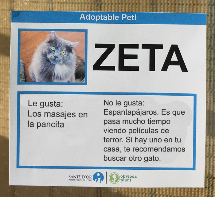 descripción gatito en adopción zeta