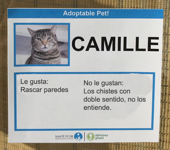 camille descripción gatito en adopción