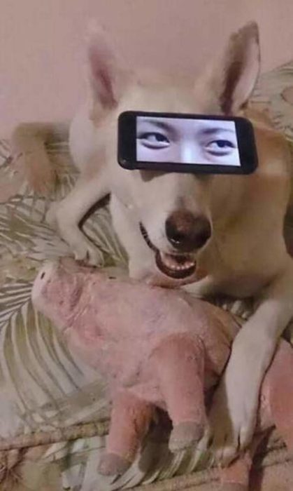 perro con ojos humanos celular