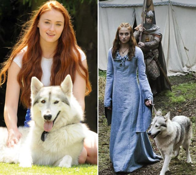 Sansa adopto a su lobo