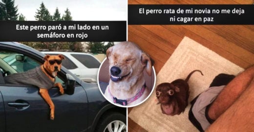 Cover Morirás de risa con estos 17 Snapchats de perros