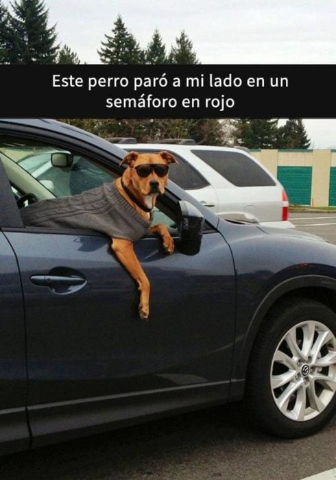 Snaps perros - perro en la calle