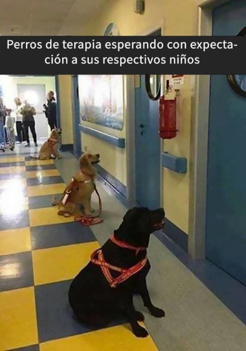 Snaps perros - esperando a sus dueños de cirugía