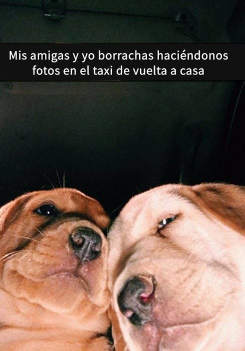 Snaps perros - tu amiga y tú borrachas