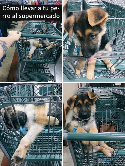 Snaps perros - como llevar a un perro al supermercado