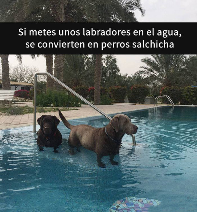 Snaps perros - labradores en agua son salchichas