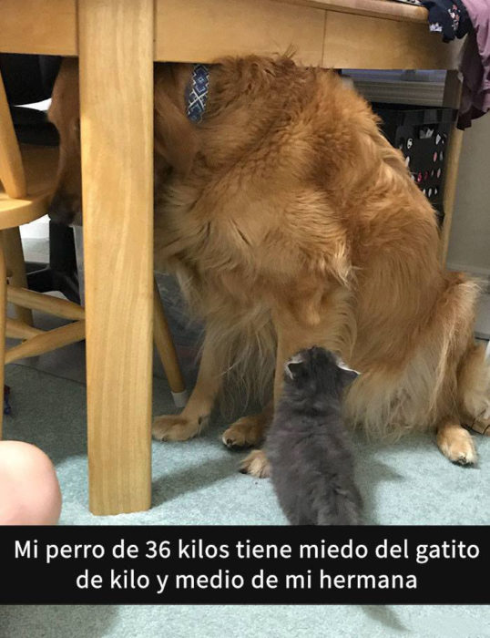 Snaps perros - le tiene miedo a un gatito 