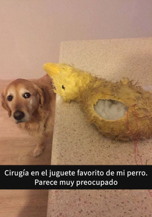 Snaps perros - cirugía juguete