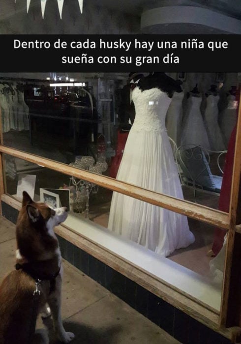 Snaps perros - husky vestido de novia