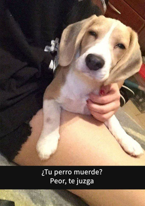 Snaps perros - te juzga