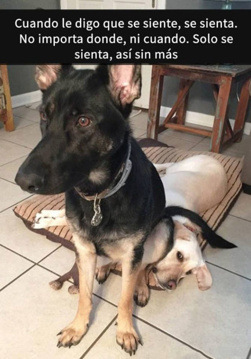 Snaps perros - se sienta donde sea