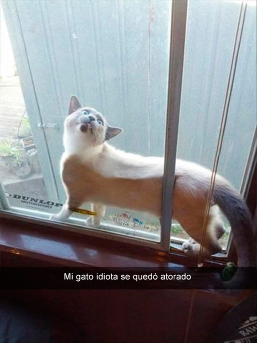 gato atorado