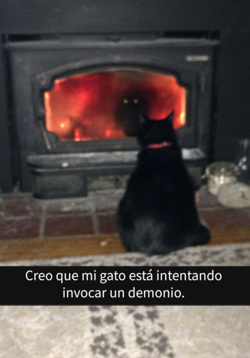 gato frente a chimenea