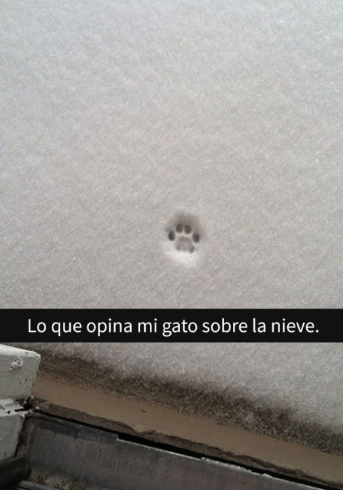 huella de gato en la nieve