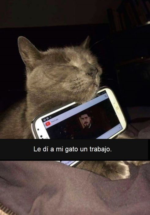 gato dormido deteniendo celular