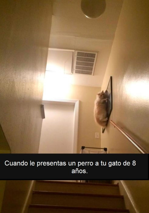 gato colgado en un cuadro