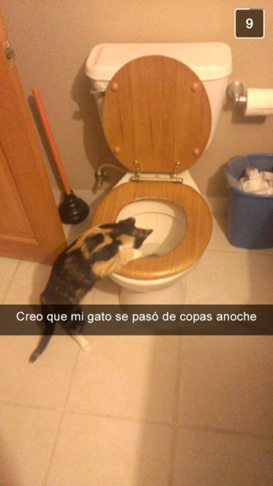 gato vomitando