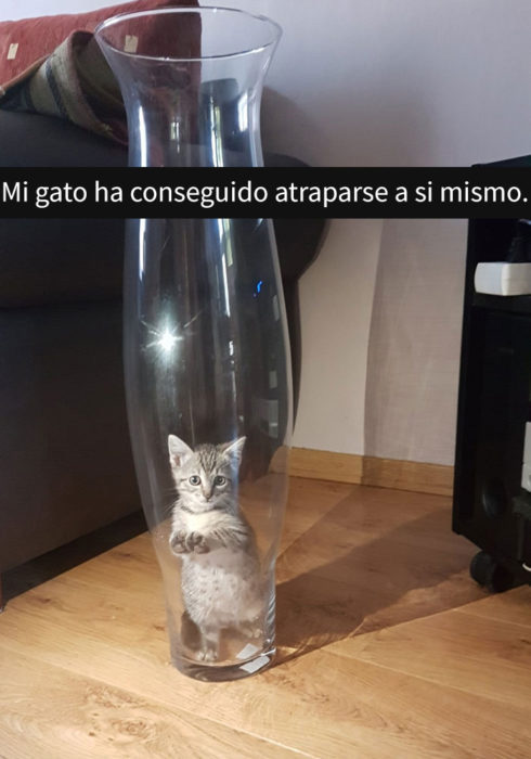 gato atorado en jarrón