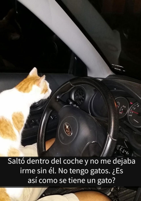 gato en carro