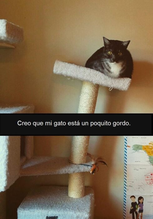 gato gordo