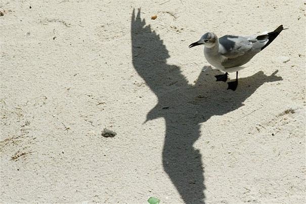 Gaviota en la playa sombra vuela