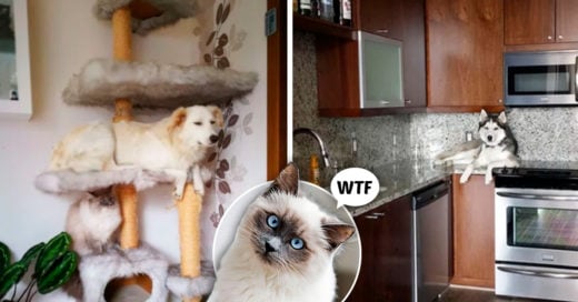 Cover 'gatos' que no están enterados que son perros