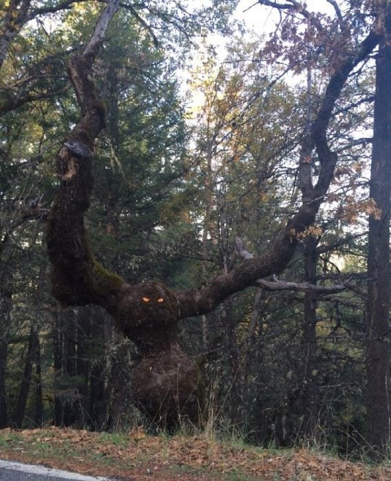 bosque árbol con vida