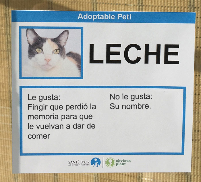 Срочно ищем хозяев. Ищет хозяев кот. Ищу дом. Ищу хозяина. Кошка ищет хозяина объявление.