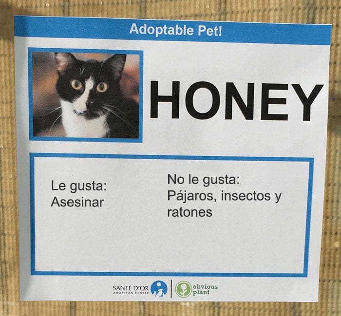 descripción gatito en adopción honey