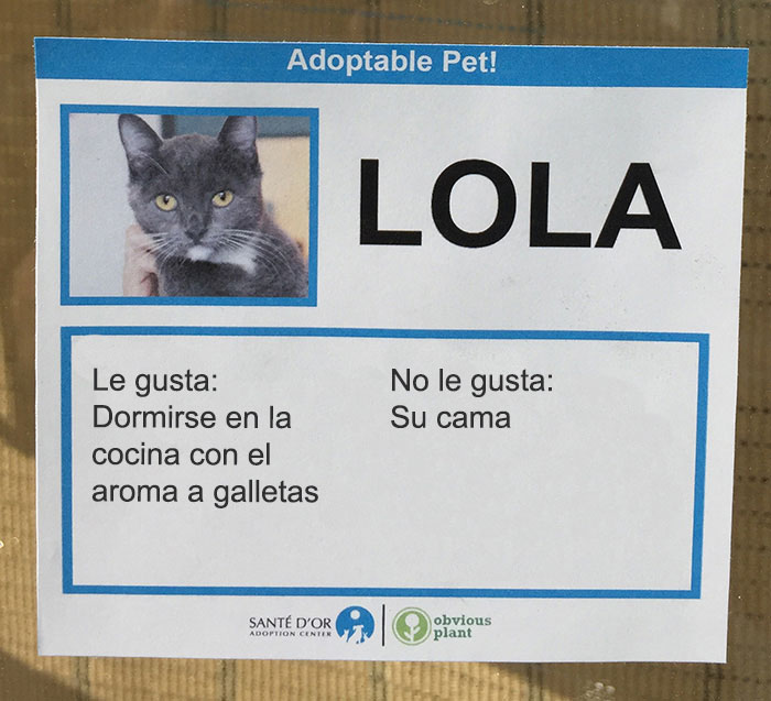 lola descripción gatito en adopción
