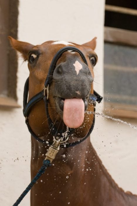 caballo sacando la lengua