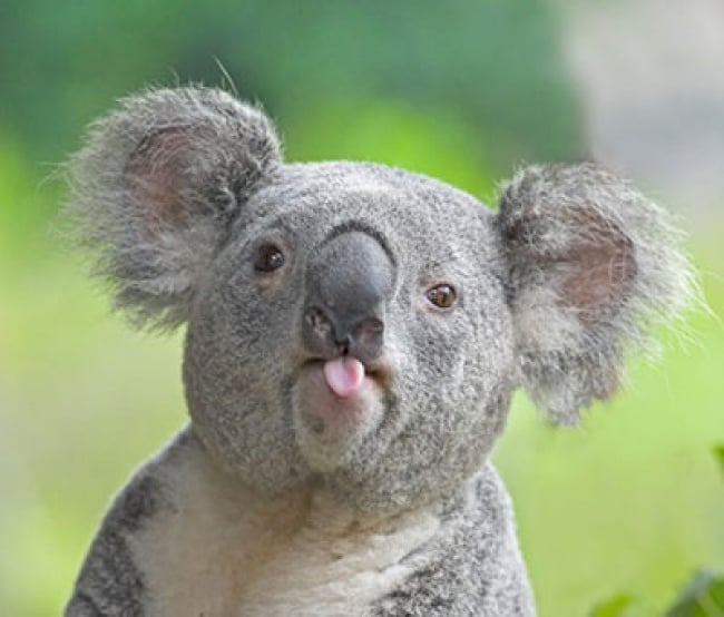 koala saca la lengua