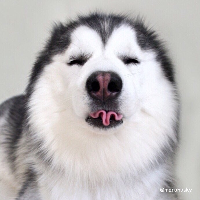 husky lengua de taquito