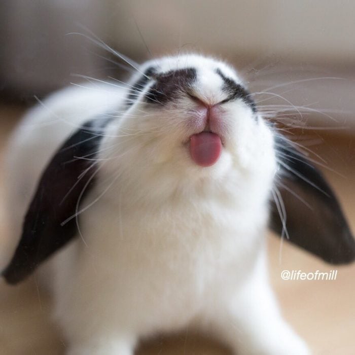 conejo sacando la lengua