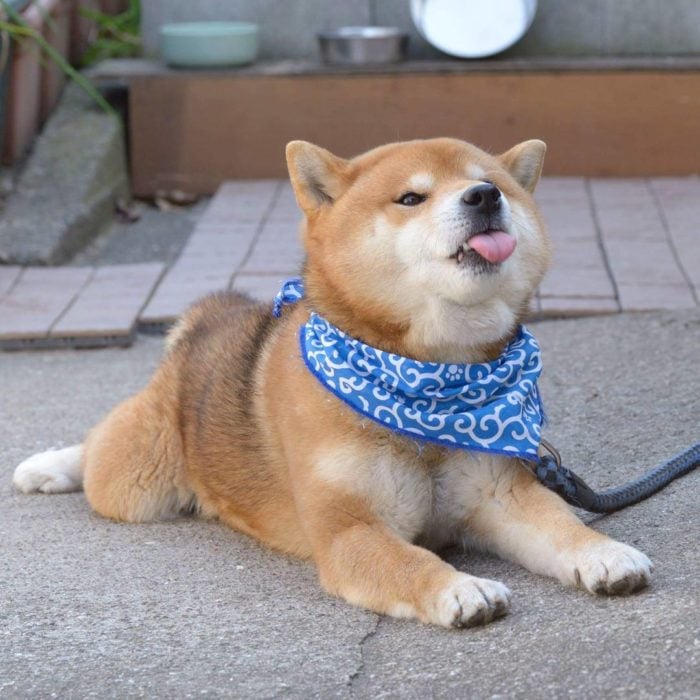 shiba iny perro sacando la lengua