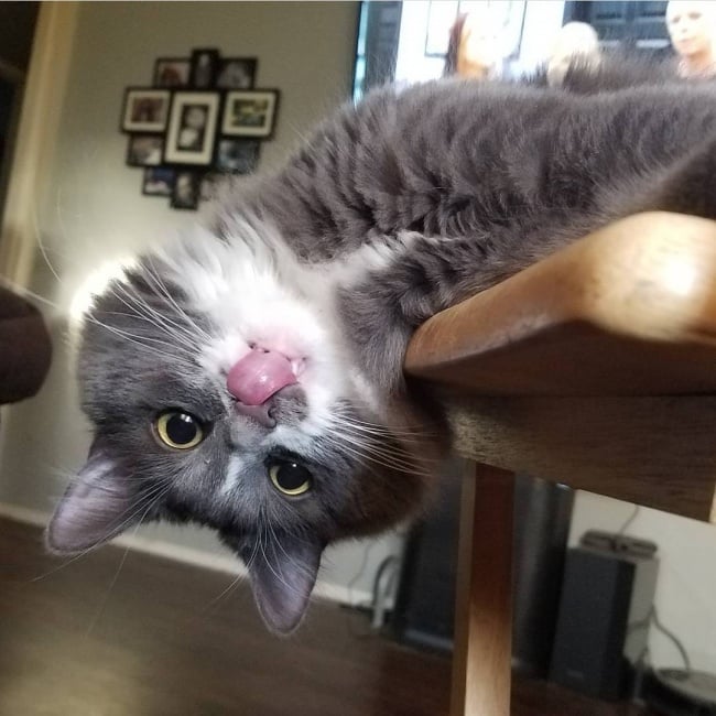 gato lengua asomándose