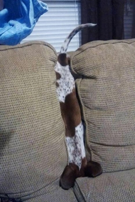 perro escondido jugando gracioso