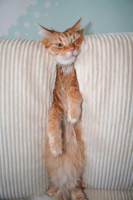 gato sillón plastado
