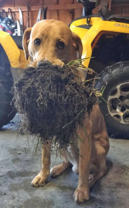 perro juguetón comiendo pasto 