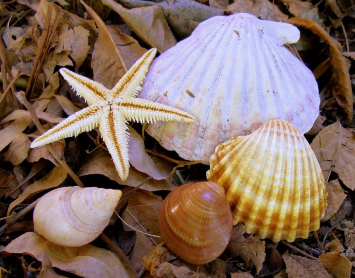 conchitas de mar decoración hogar suerte