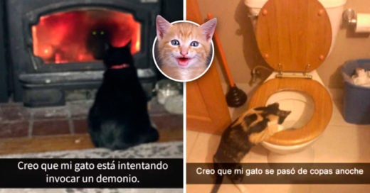 Cover Snapchats de gatos que te harán maullar de la risa