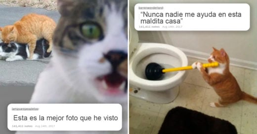 Cover Mensajes de gatos en Tumblr con los que es imposible no reír