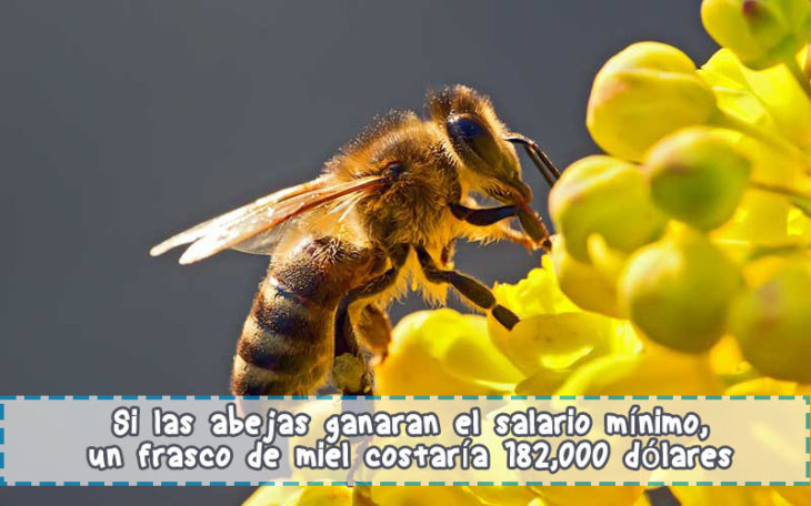 abejas