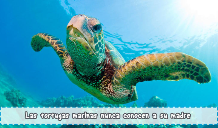 tortugas marinas