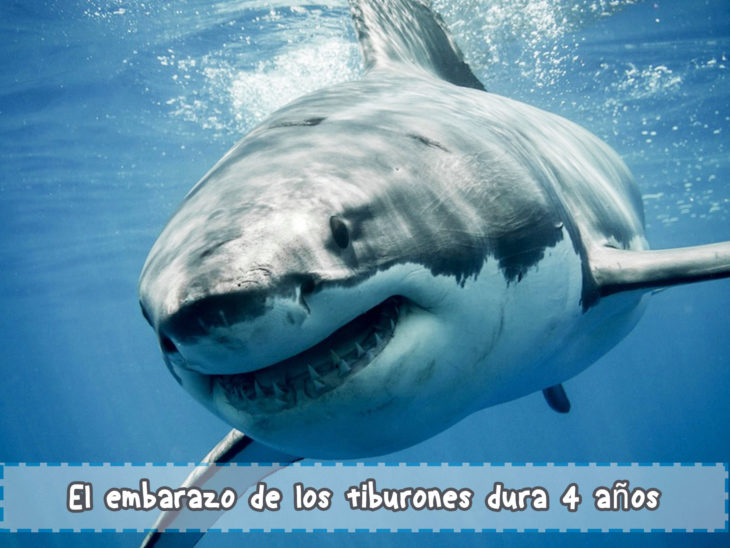 tiburones