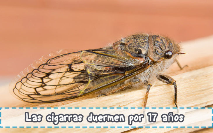 cigarras